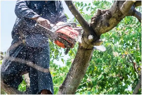 tree services Arroyo